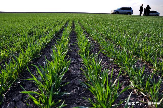 小麦生长 - 2020年最新商品信息聚合专区 - 百度爱采购